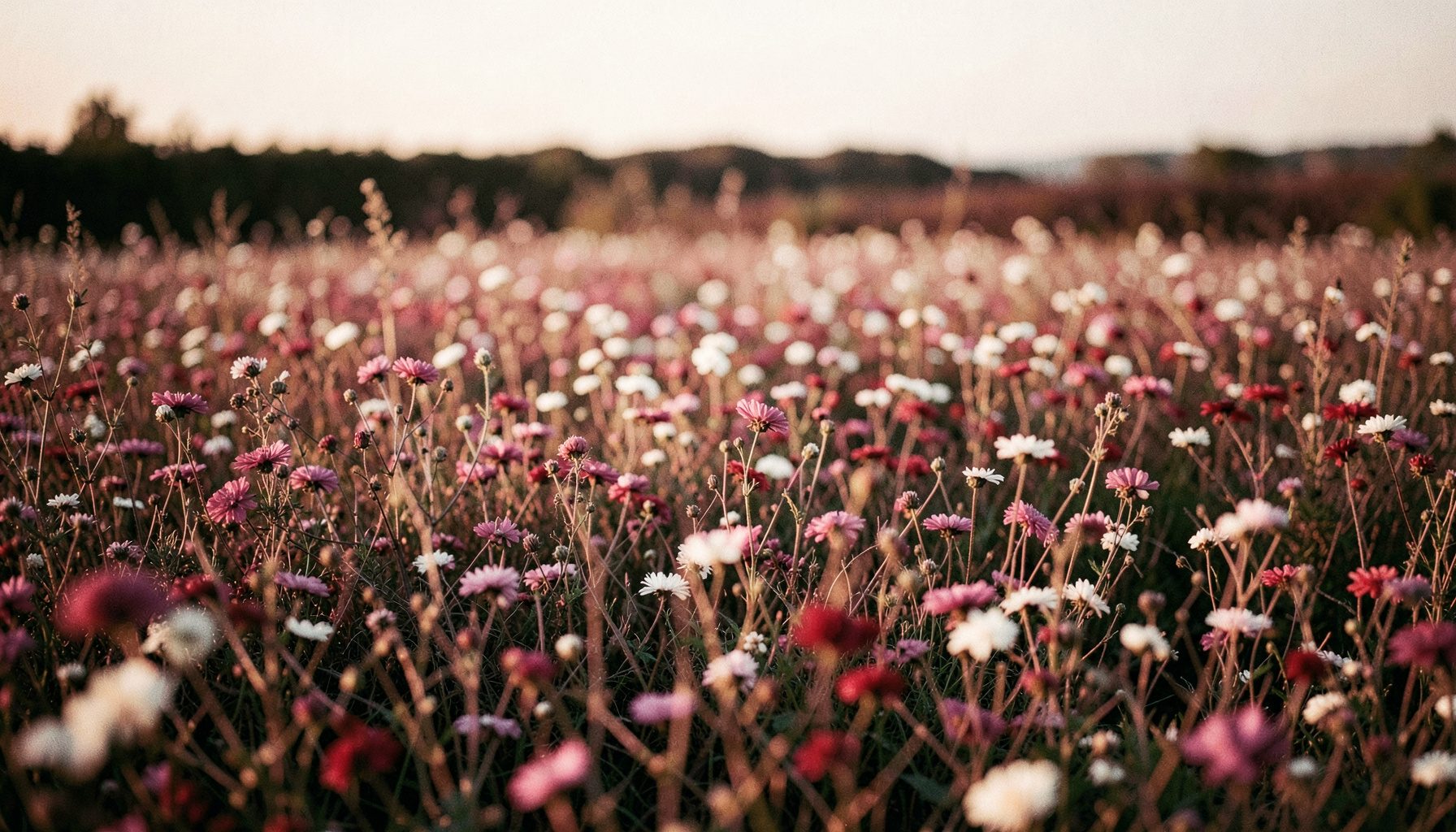 Champ de fleurs sauvages dans des tons bordeaux et crème, lumière douce de fin de journée, atmosphère sereine et large